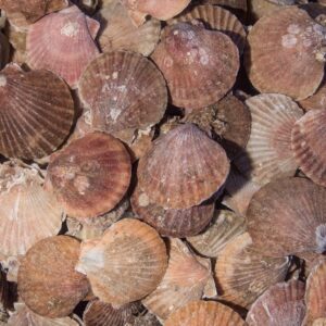 Whole Queen Scallops