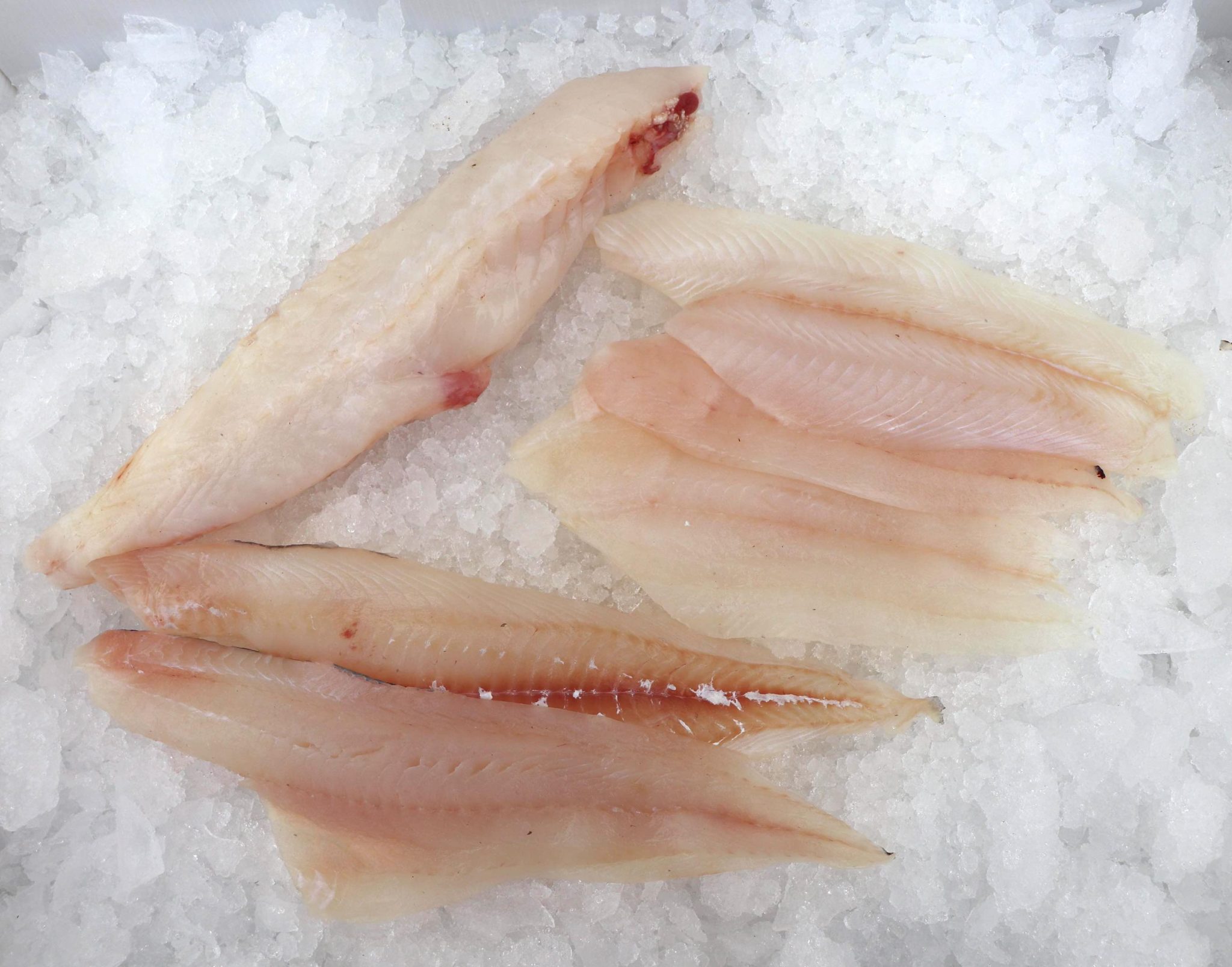 2KG FROZEN FISH ONLY £20 West Coast Sea Products Ltd Wholesale