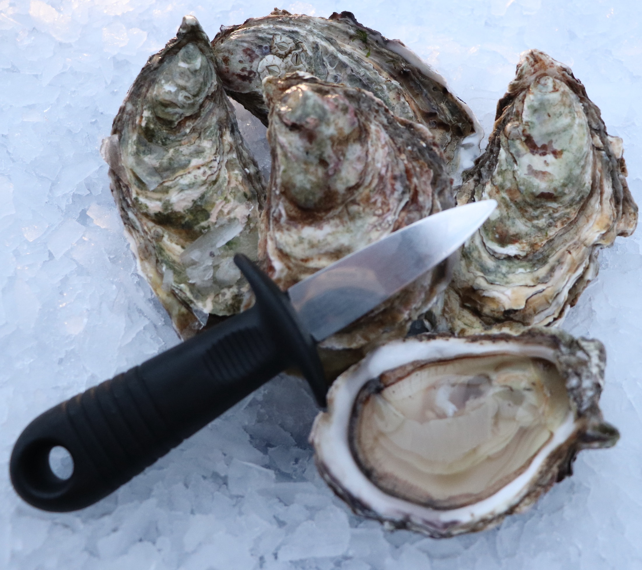 Buy Fresh Scottish Oysters Online Delivery & Collection